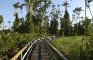 Royal Palm Reserve